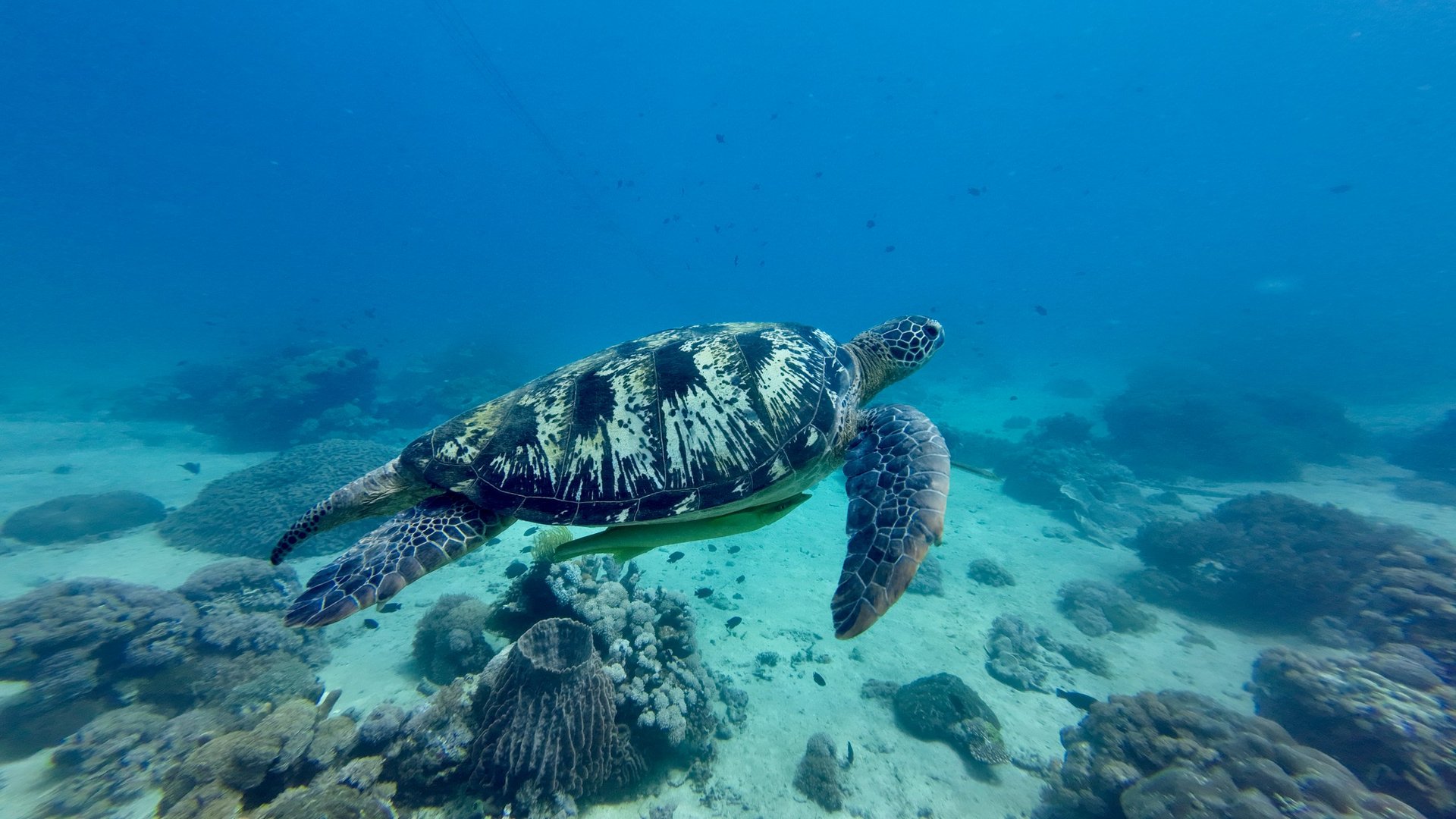 Sea turtle over a coral reef in the Red Sea near Ras Mohammed