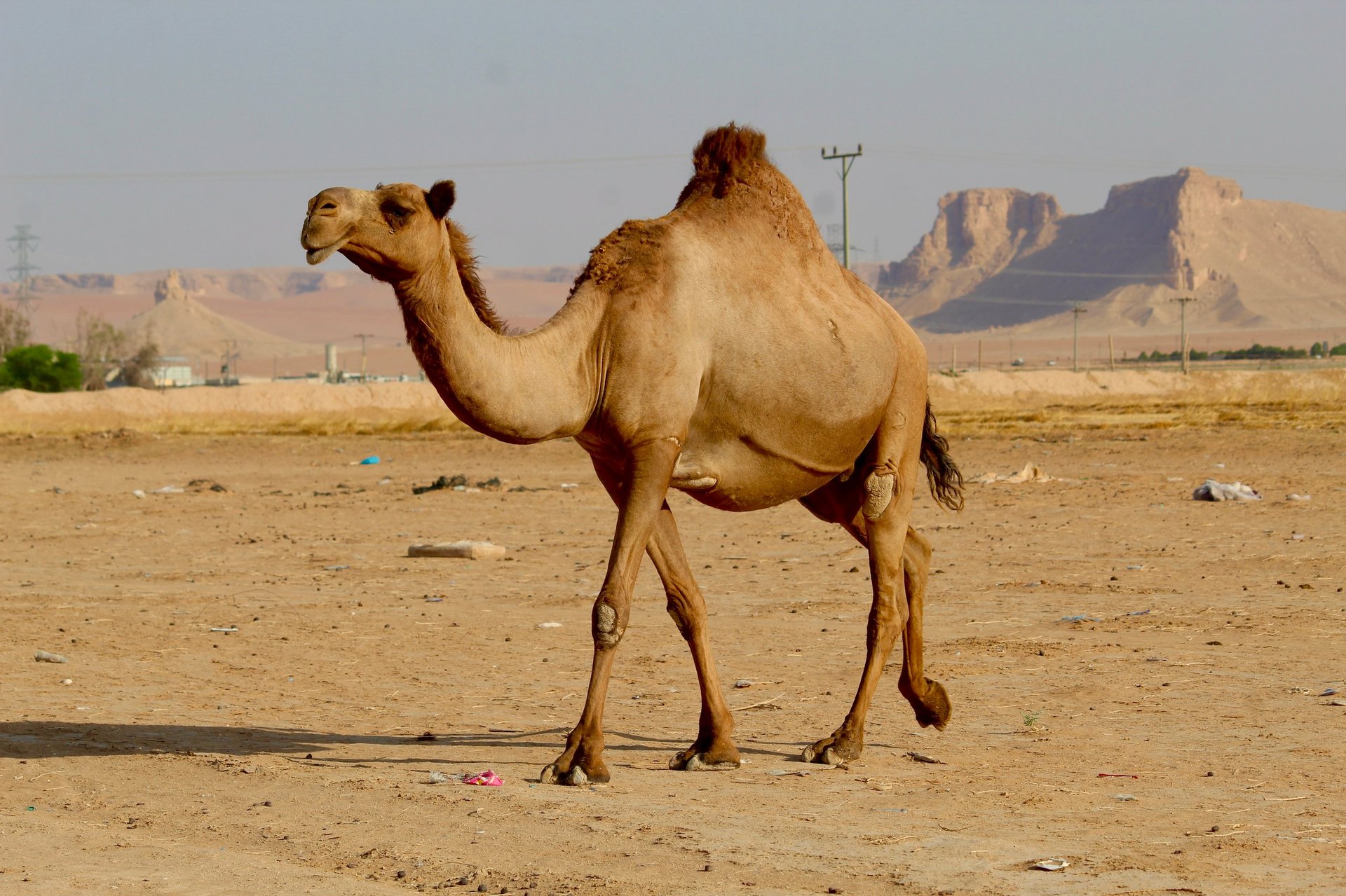 Camel caravan crossing the Sinai desert